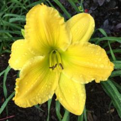Location: My garden in Warrenville, SC
Date: 2016-05-31
My favorite yellow. Huge bloom