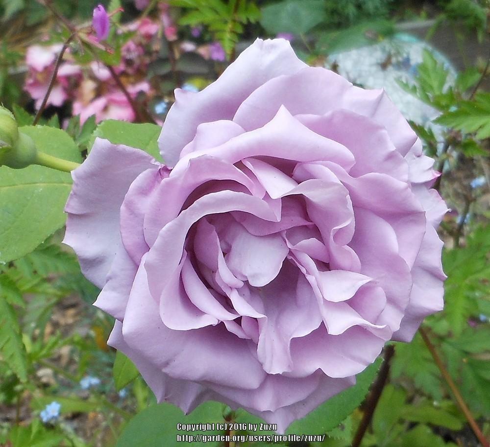 Photo of Rose (Rosa 'Tarde Gris') uploaded by zuzu