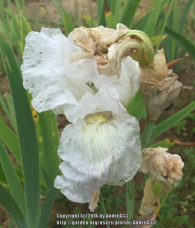Photo of Tall Bearded Iris (Iris 'Brother Carl') uploaded by AndreA33