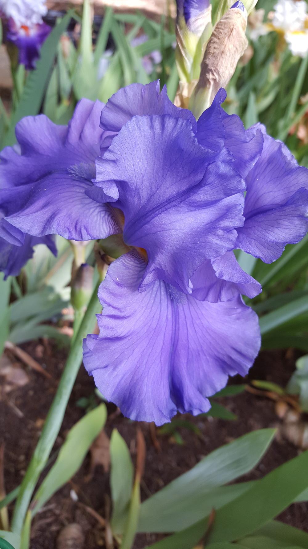 Photo of Tall Bearded Iris (Iris 'Breakers') uploaded by Dachsylady86