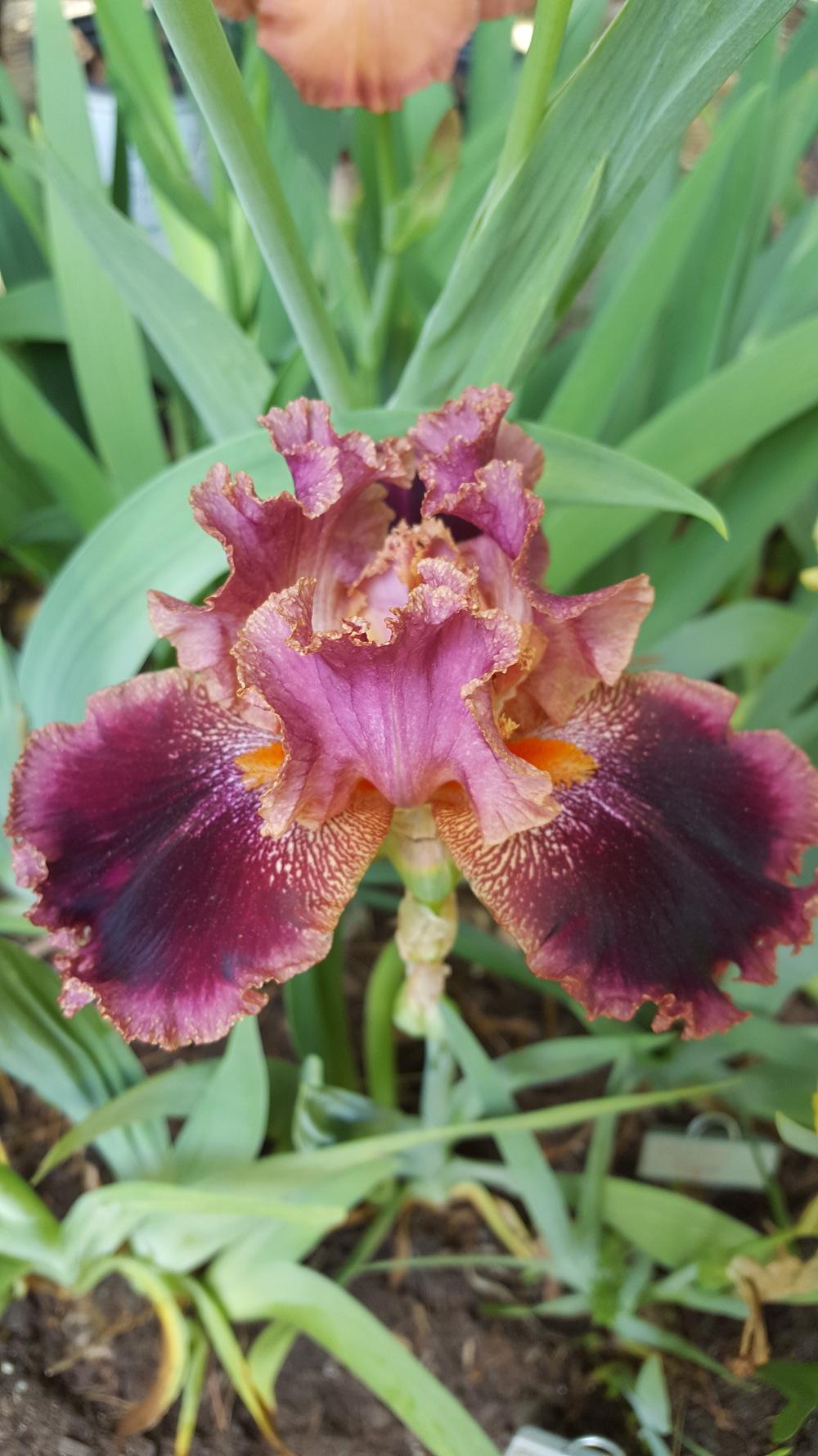 Photo of Tall Bearded Iris (Iris 'Spin-Off') uploaded by Dachsylady86