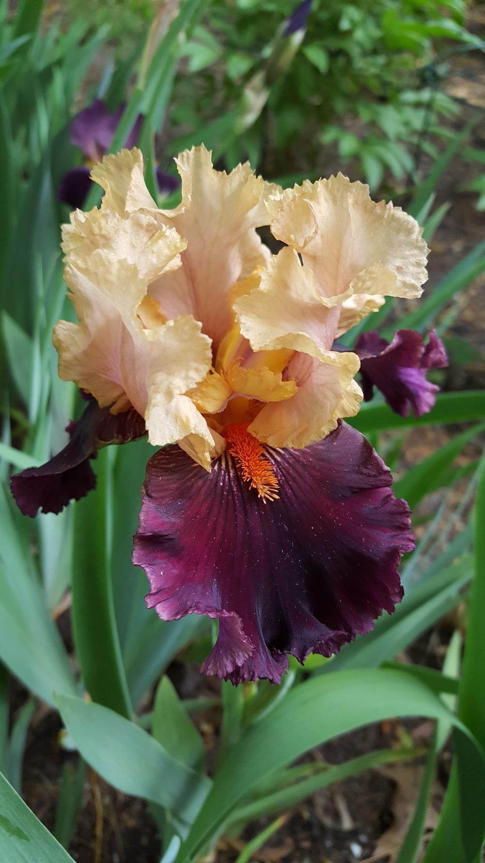 Photo of Tall Bearded Iris (Iris 'Ocelot') uploaded by Dachsylady86