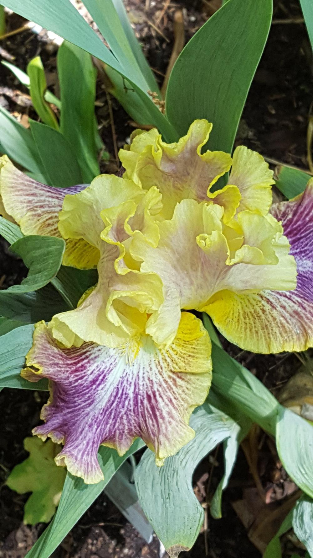 Photo of Tall Bearded Iris (Iris 'Cimarron Trail') uploaded by Dachsylady86