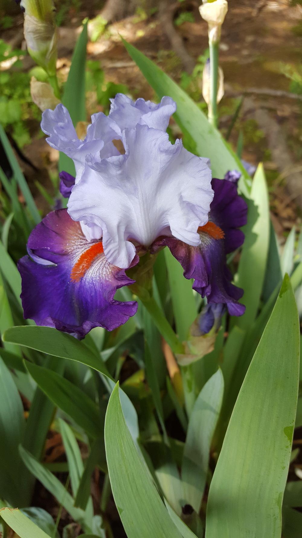 Photo of Tall Bearded Iris (Iris 'Team Spirit') uploaded by Dachsylady86