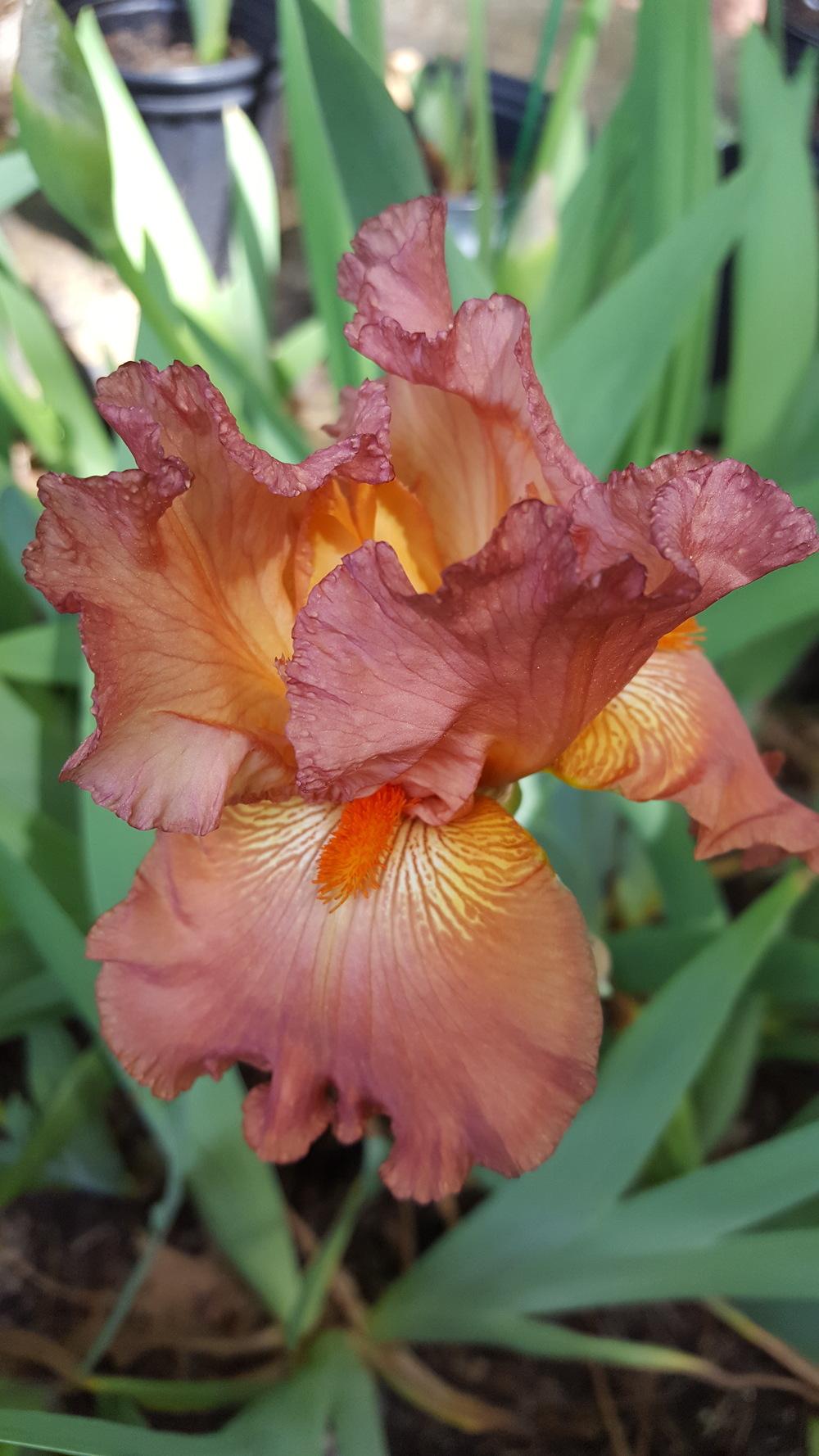 Photo of Tall Bearded Iris (Iris 'Copper Classic') uploaded by Dachsylady86