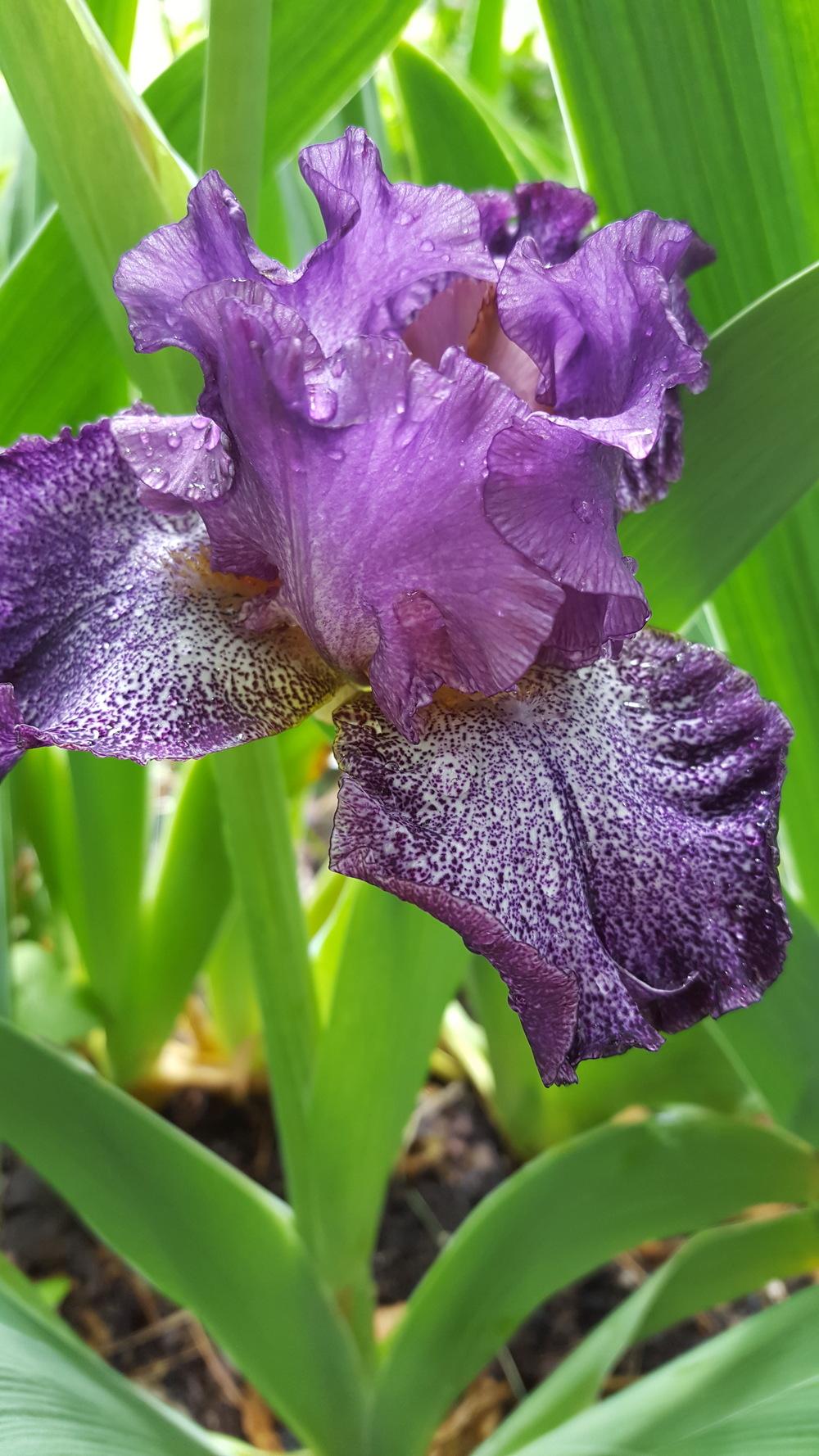Photo of Tall Bearded Iris (Iris 'Celestial Explosion') uploaded by Dachsylady86