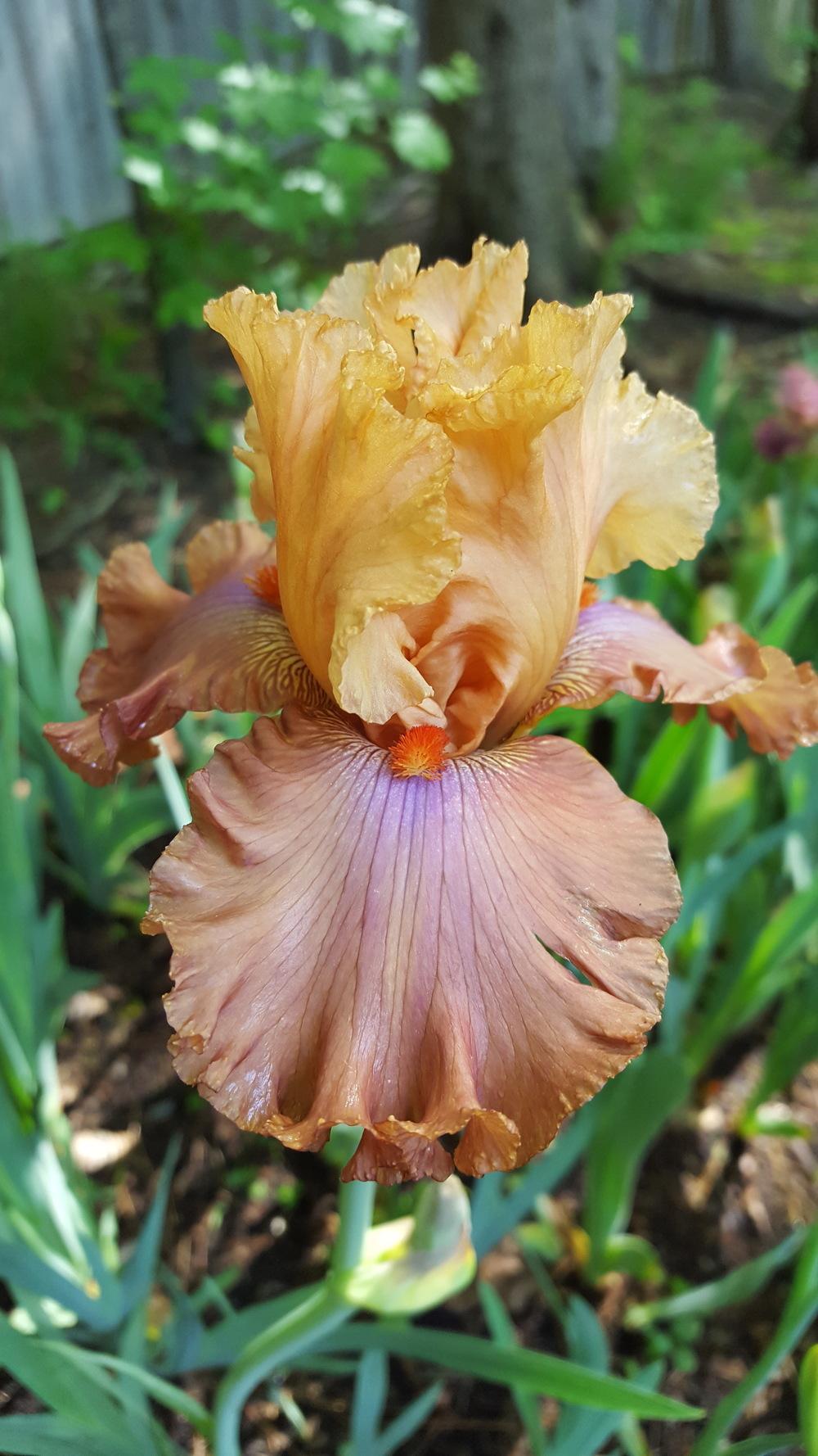 Photo of Tall Bearded Iris (Iris 'Candy Colours') uploaded by Dachsylady86