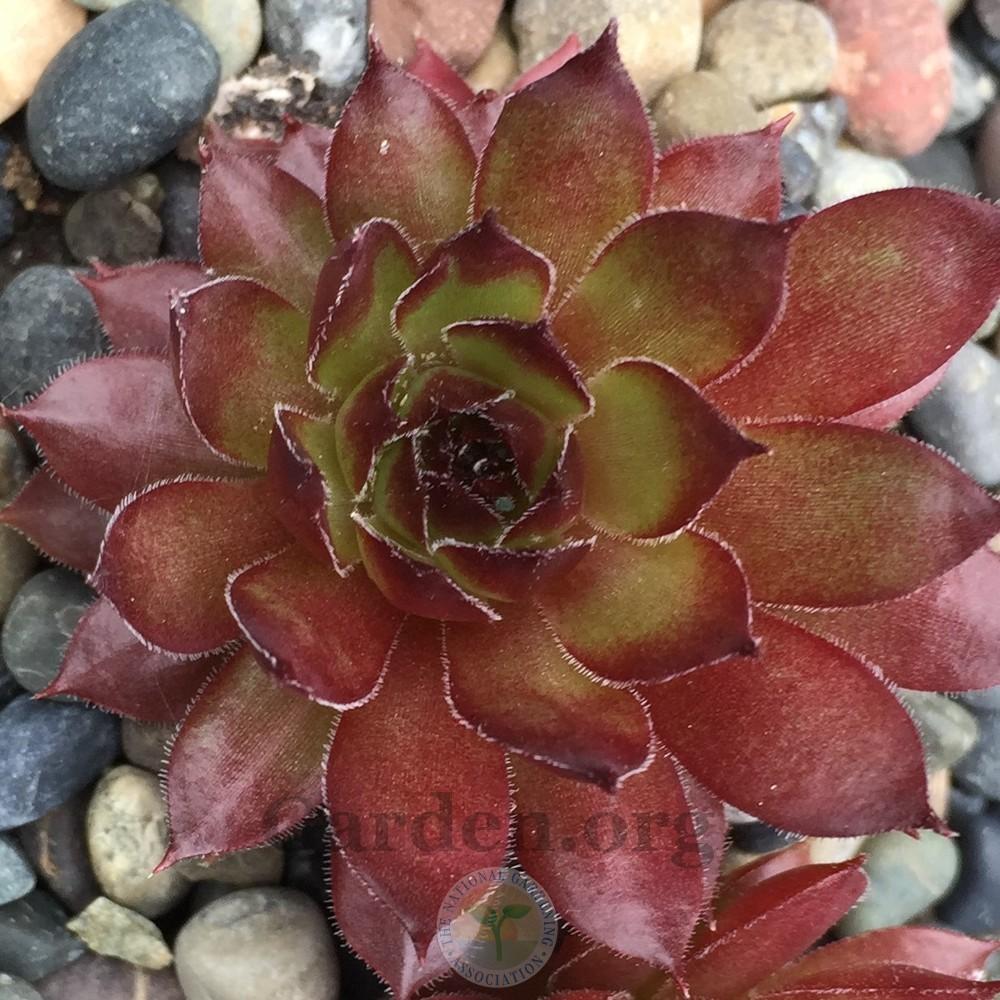 Photo of Hen and Chicks (Sempervivum 'Max Frei') uploaded by Patty