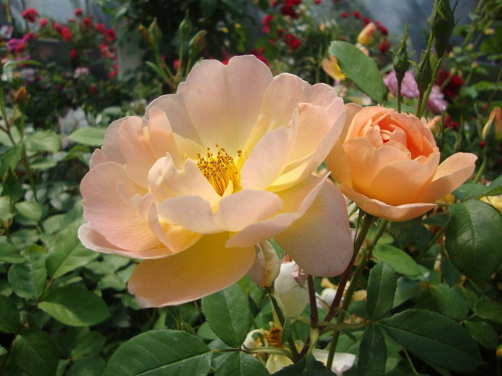 Photo of Rose (Rosa 'Golden Celebration') uploaded by Paul2032