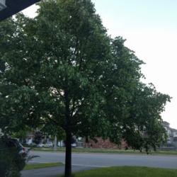 
Date: 2016-06-01
12 year old tree