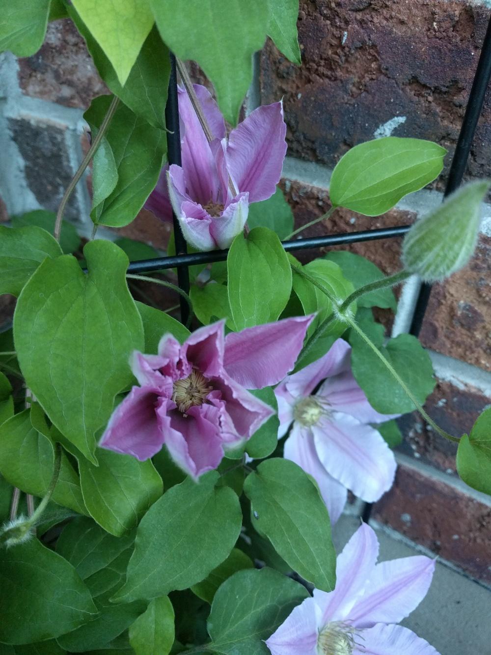 Photo of Clematis Cezanne™ uploaded by Sminnie