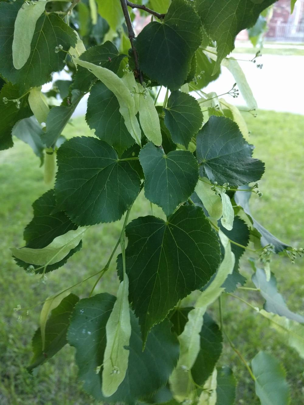 Photo of American Basswood (Tilia americana) uploaded by Sminnie