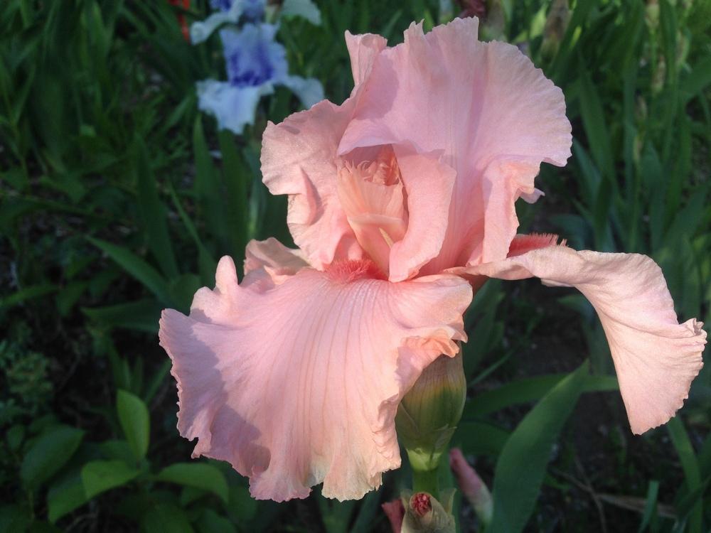 Photo of Tall Bearded Iris (Iris 'Pinkity') uploaded by SpringGreenThumb