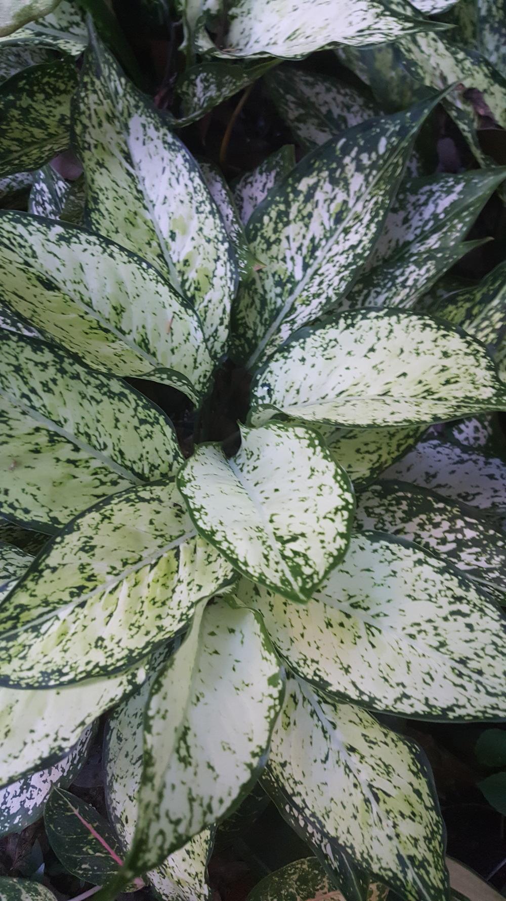 Photo of Chinese Evergreen (Aglaonema 'Snow White') uploaded by XiaoLong