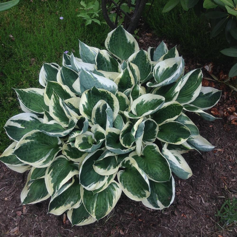 Photo of Hosta 'Patriot' uploaded by csandt