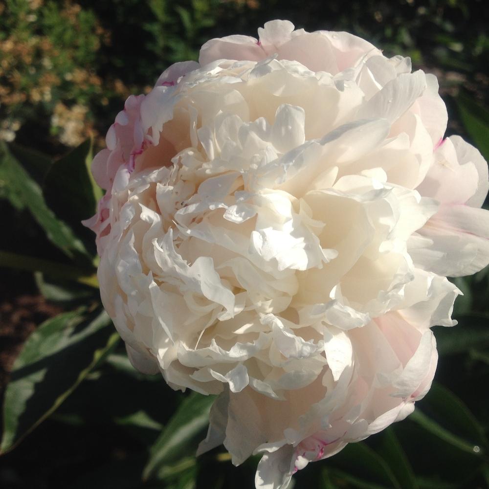 Photo of Garden Peony (Paeonia lactiflora 'Moon River') uploaded by csandt