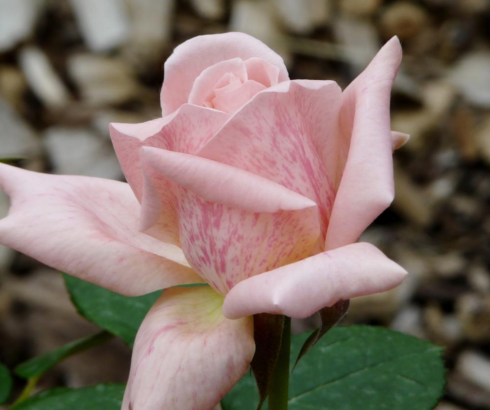 Photo of Rose (Rosa 'Freckles') uploaded by cwhitt