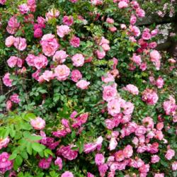 Location: Whetstone Park of Roses, Columbus OH USA
Date: 2016-05-29