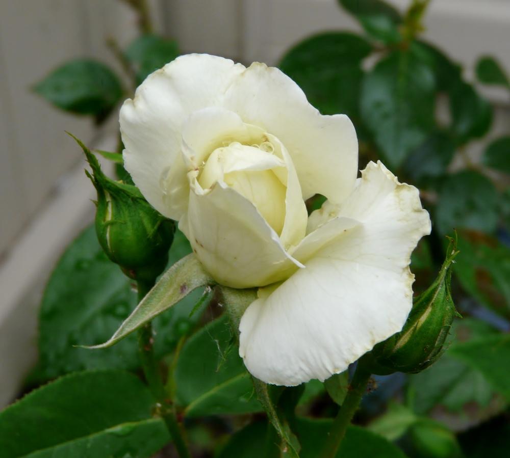 Photo of Rose (Rosa 'John F. Kennedy') uploaded by cwhitt