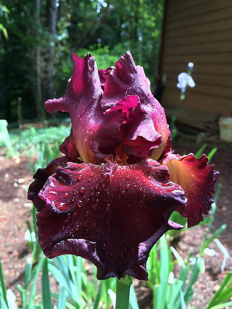 Photo of Tall Bearded Iris (Iris 'Red Hawk') uploaded by lharvey16