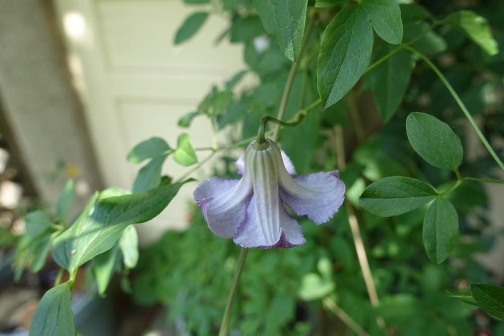 Photo of Clematis (Clematis viticella 'Betty Corning') uploaded by spikemom
