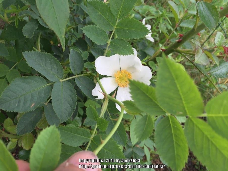 Photo of Multiflora Rose (Rosa multiflora) uploaded by AndreA33