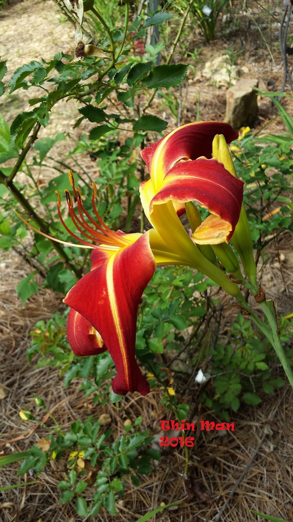 Photo of Daylily (Hemerocallis 'Thin Man') uploaded by Gardenbug01