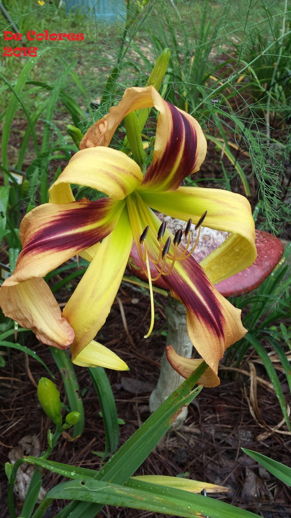 Photo of Daylily (Hemerocallis 'De Colores') uploaded by Gardenbug01
