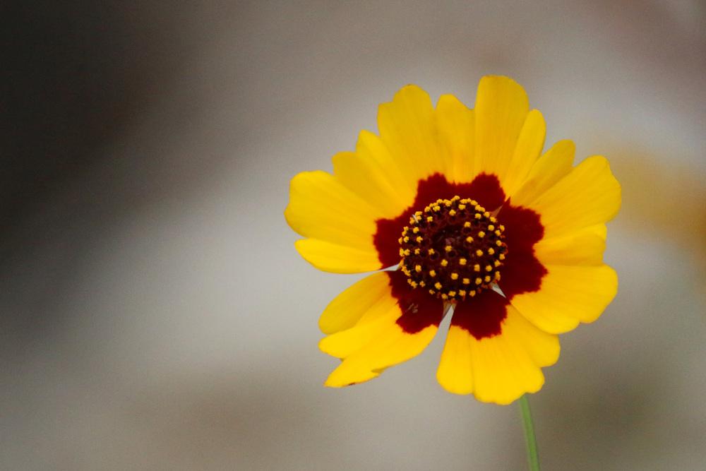 Photo of Golden-Wave (Coreopsis basalis) uploaded by GrammaChar