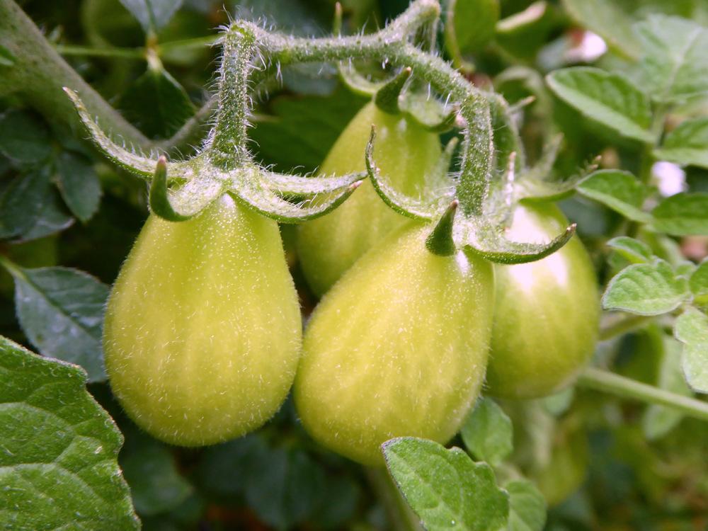 Photo of Tomato (Solanum lycopersicum 'Yellow Pear') uploaded by JulieB