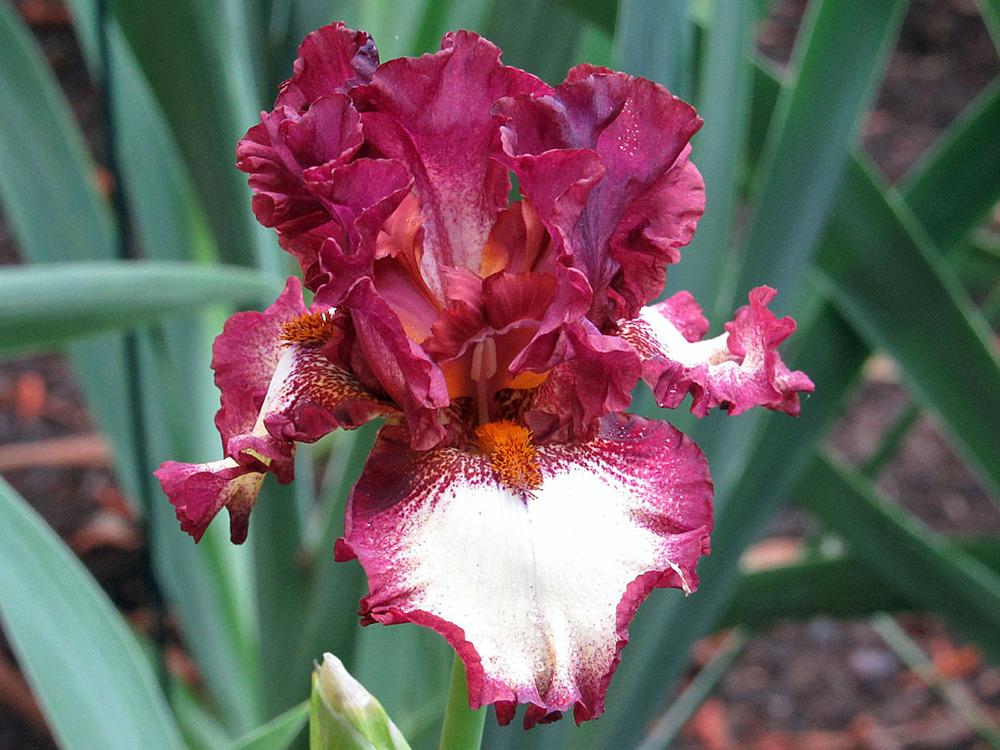 Photo of Tall Bearded Iris (Iris 'Class Ring') uploaded by Lestv