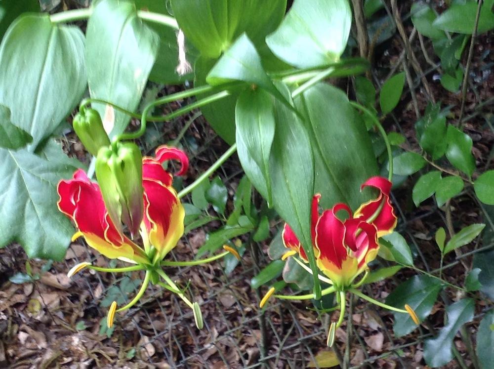 Photo of Gloriosa Lily (Gloriosa superba) uploaded by Sherib381
