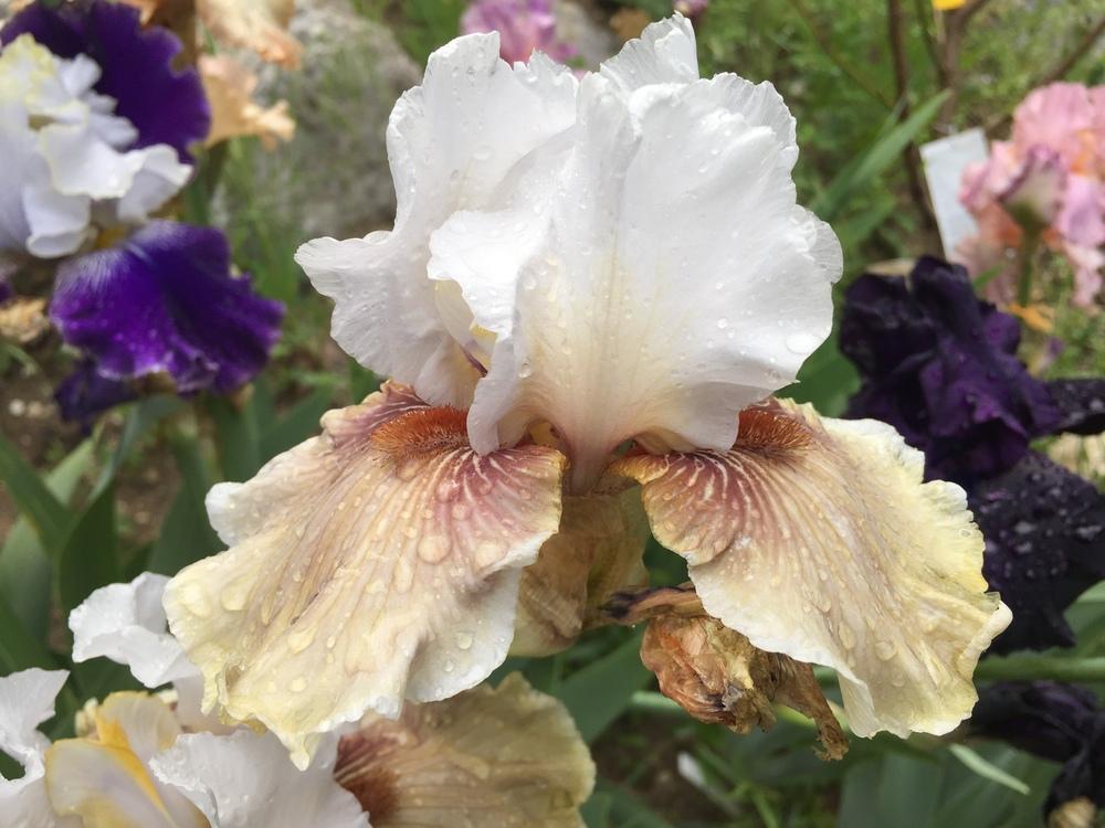 Photo of Tall Bearded Iris (Iris 'Guatemala') uploaded by SpringGreenThumb