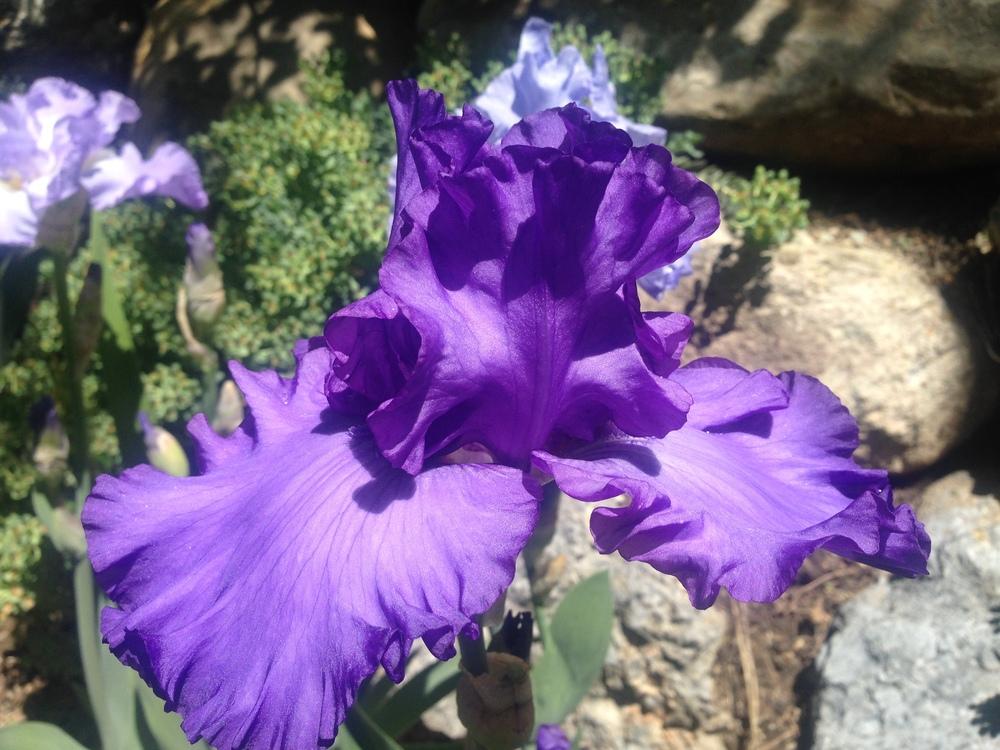Photo of Tall Bearded Iris (Iris 'Change in the Weather') uploaded by SpringGreenThumb