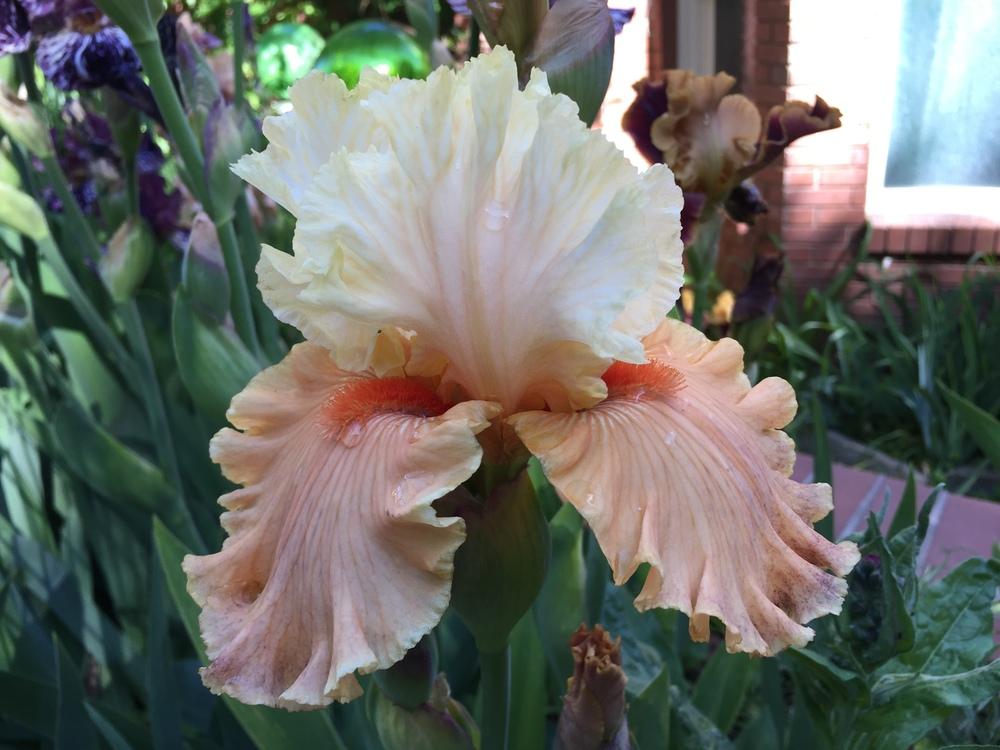 Photo of Tall Bearded Iris (Iris 'Rare Find') uploaded by SpringGreenThumb