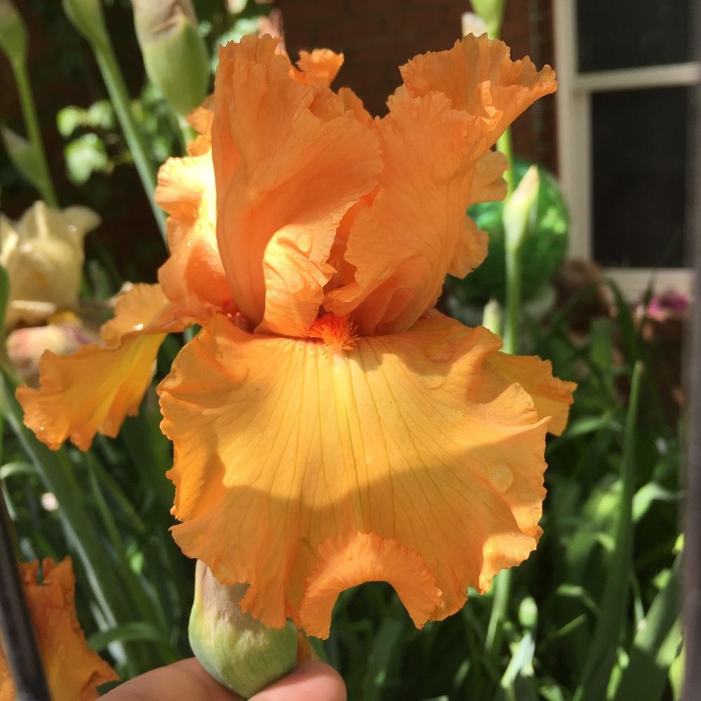 Photo of Tall Bearded Iris (Iris 'Orange Juice') uploaded by SpringGreenThumb