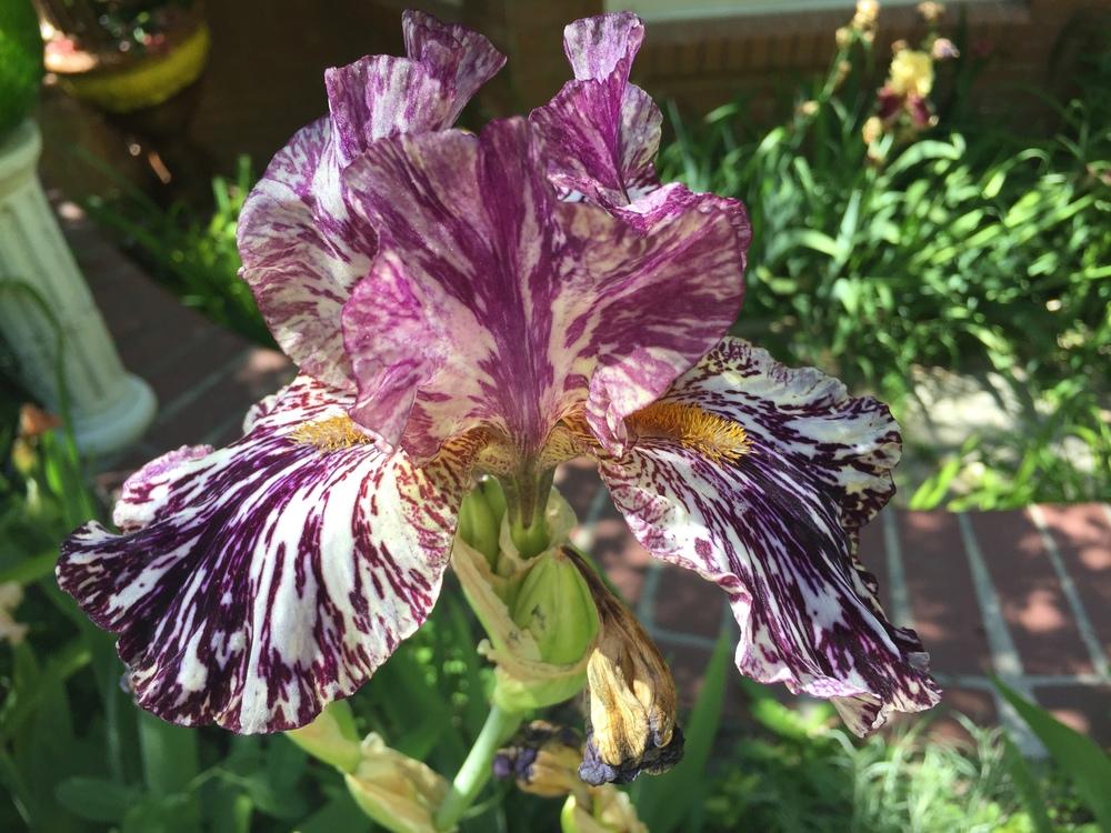 Photo of Tall Bearded Iris (Iris 'Peggy Anne') uploaded by SpringGreenThumb