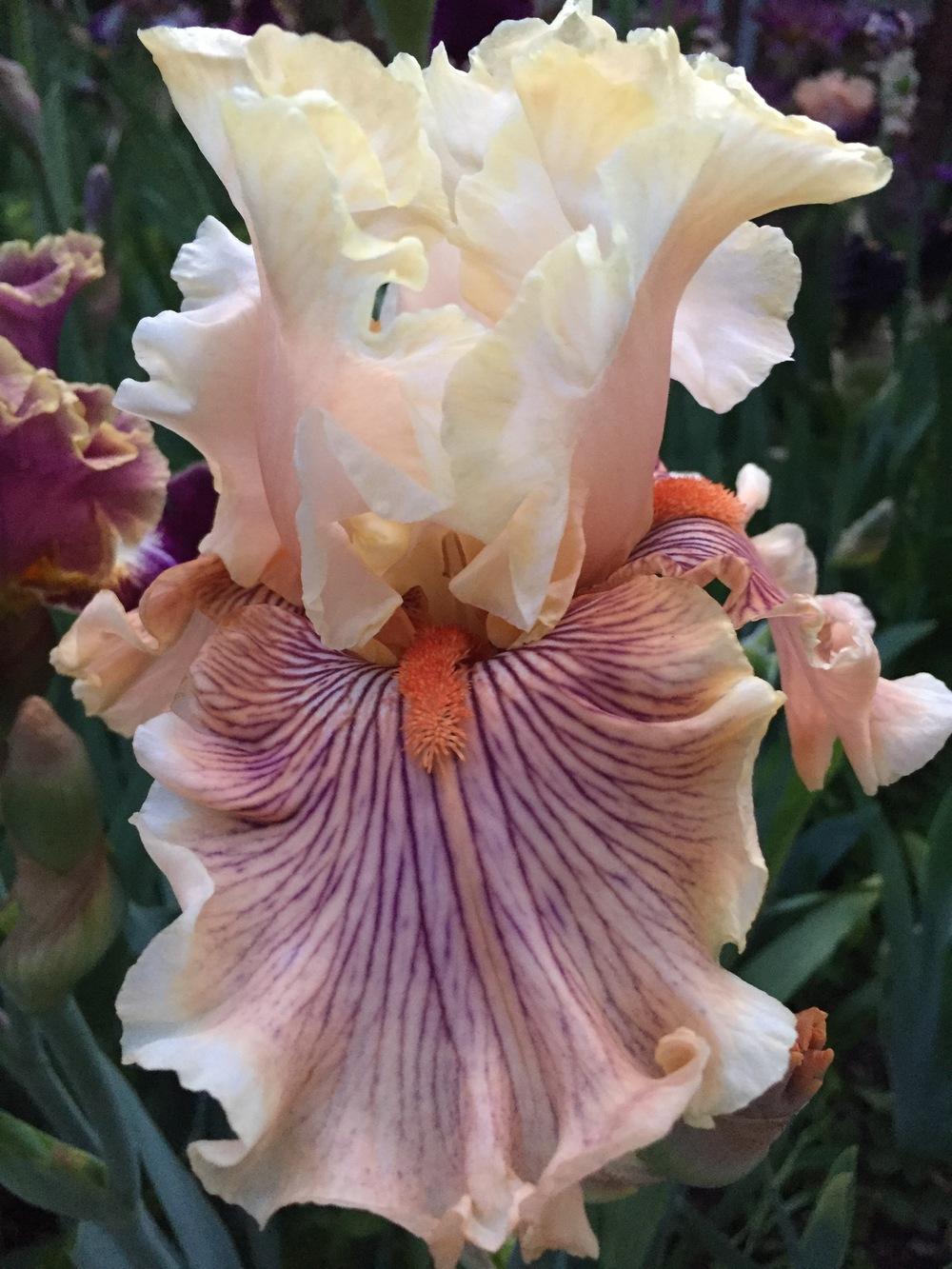 Photo of Tall Bearded Iris (Iris 'Escape from Boredom') uploaded by SpringGreenThumb