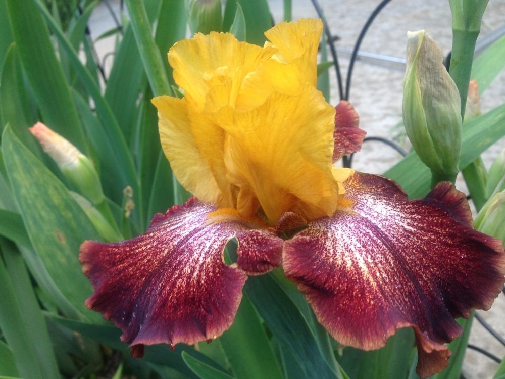 Photo of Tall Bearded Iris (Iris 'Oh Babe') uploaded by SpringGreenThumb