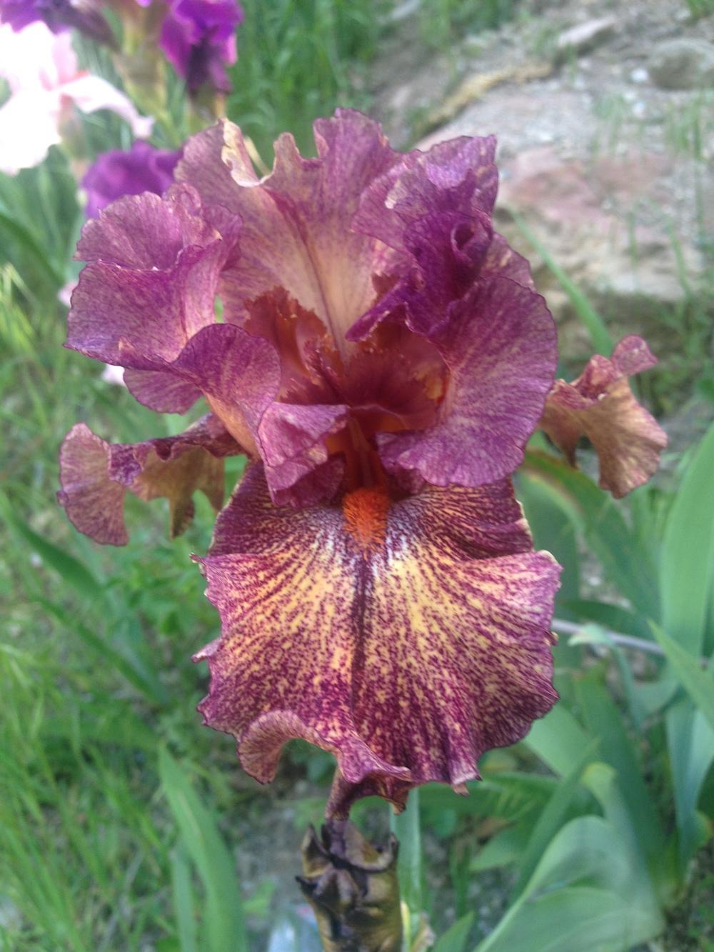 Photo of Tall Bearded Iris (Iris 'Abstract Art') uploaded by SpringGreenThumb