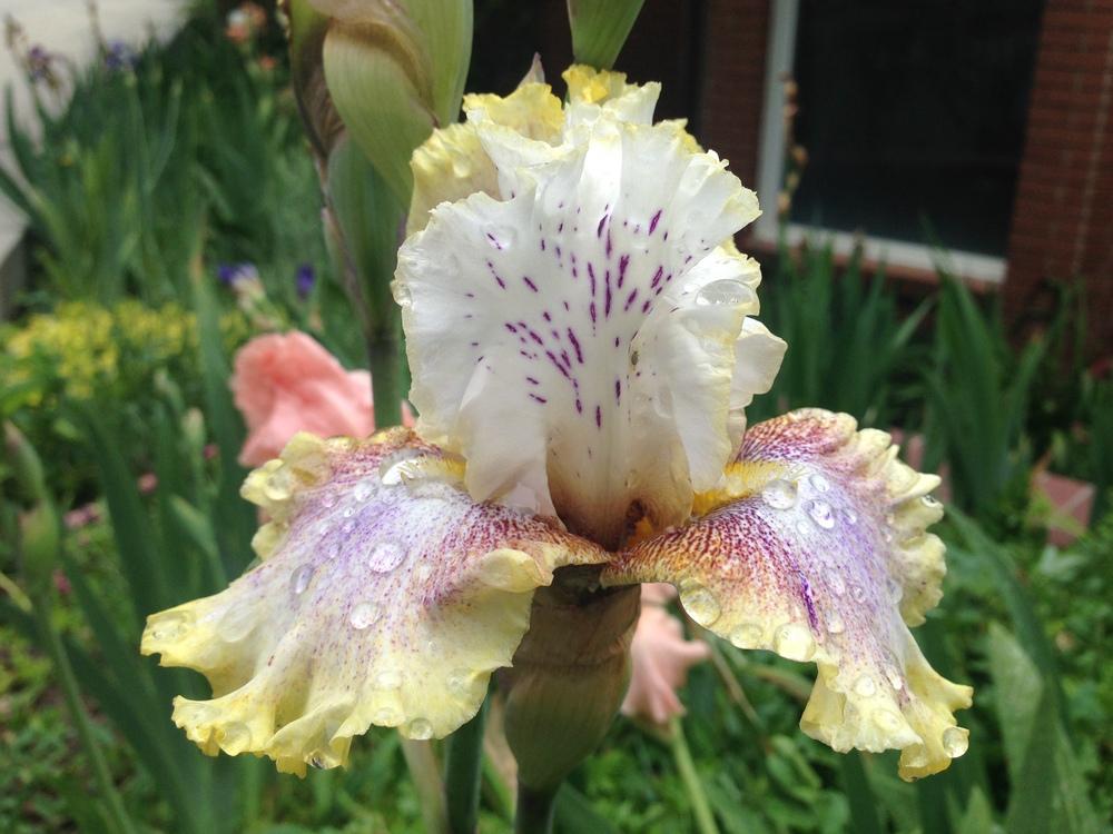 Photo of Tall Bearded Iris (Iris 'Ring Around Rosie') uploaded by SpringGreenThumb