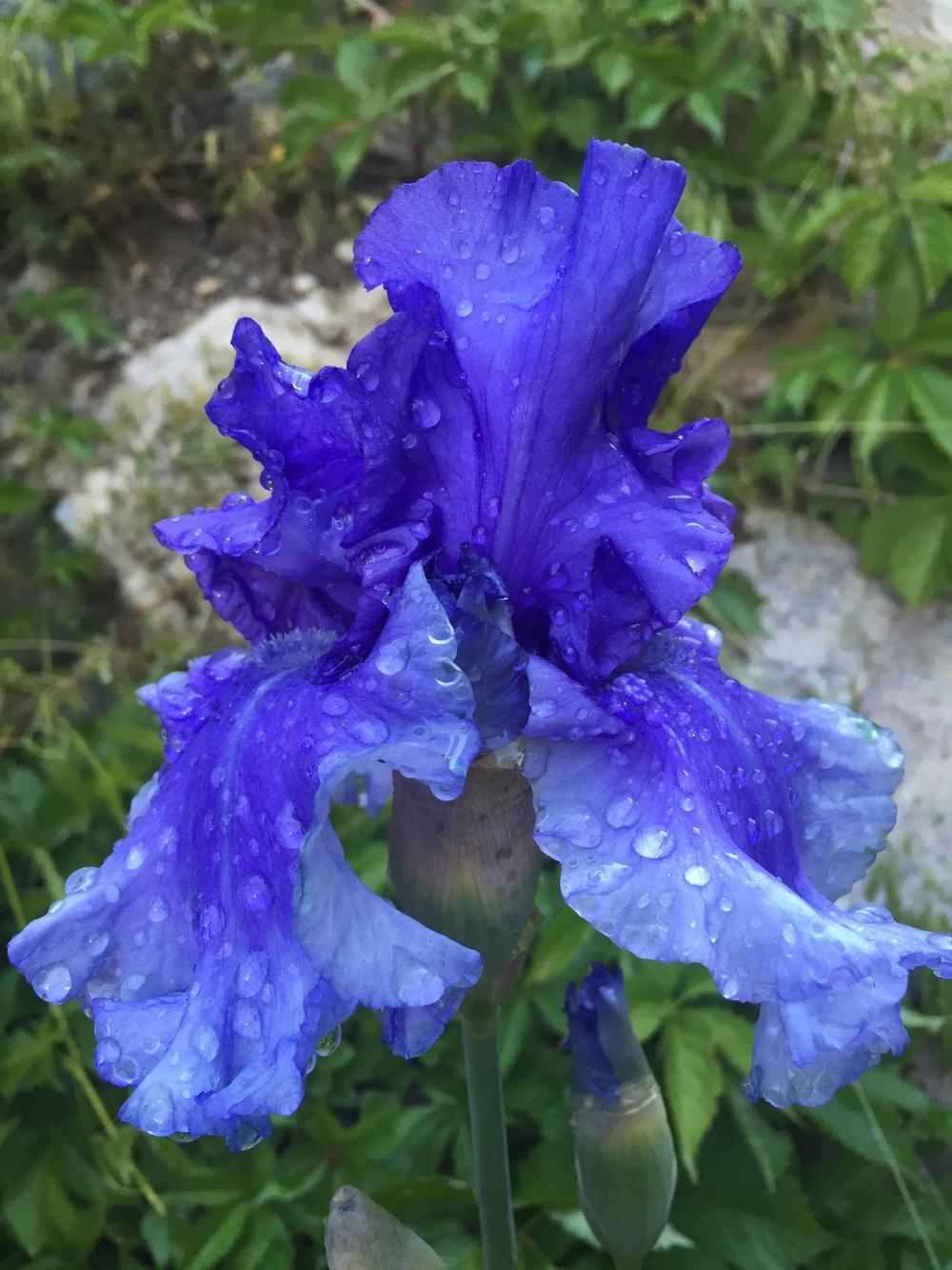 Photo of Tall Bearded Iris (Iris 'Honky Tonk Blues') uploaded by SpringGreenThumb