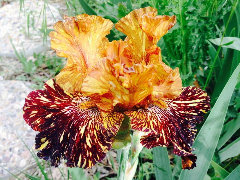 Photo of Tall Bearded Iris (Iris 'Spiced Tiger') uploaded by SpringGreenThumb