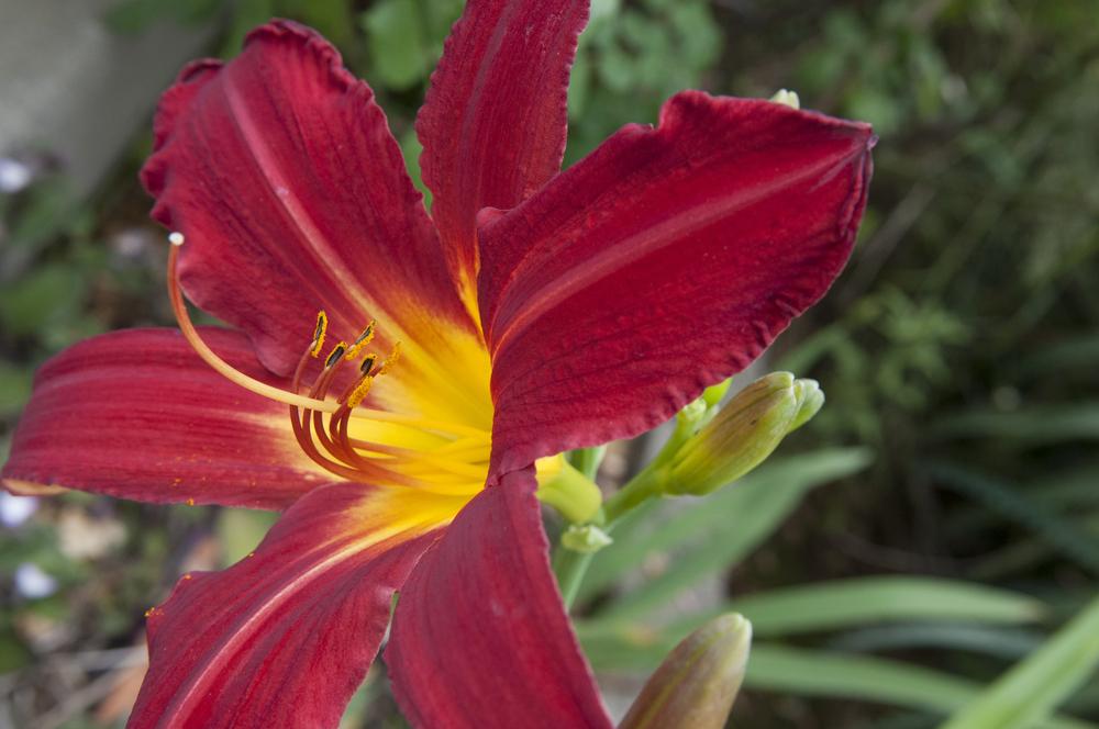 Photo of Daylily (Hemerocallis 'Ruby Spider') uploaded by cliftoncat