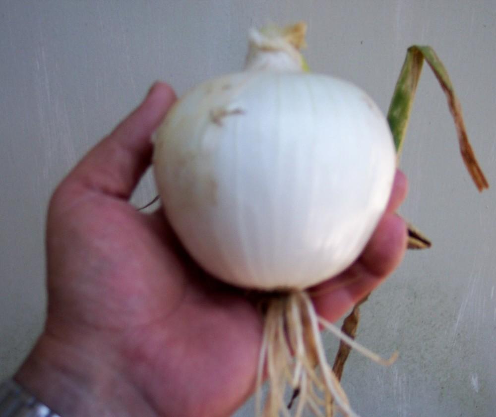 Photo of Onion (Allium cepa 'NuMex Radiance') uploaded by farmerdill