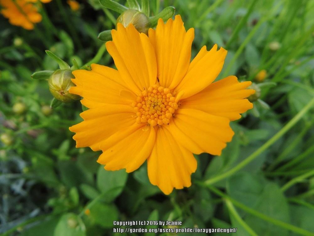 Photo of Dwarf Mouse-ear Tickseed (Coreopsis auriculata 'Nana') uploaded by foraygardengirl
