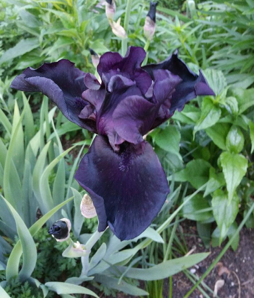 Photo of Tall Bearded Iris (Iris 'Before the Storm') uploaded by mandolls