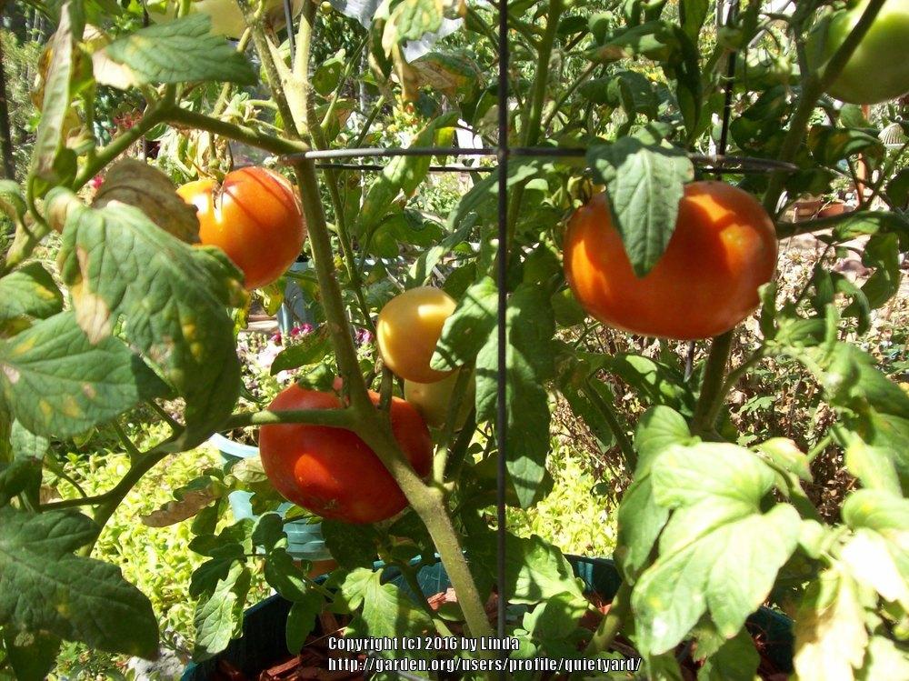 Photo of Tomato (Solanum lycopersicum 'Solar Fire') uploaded by quietyard