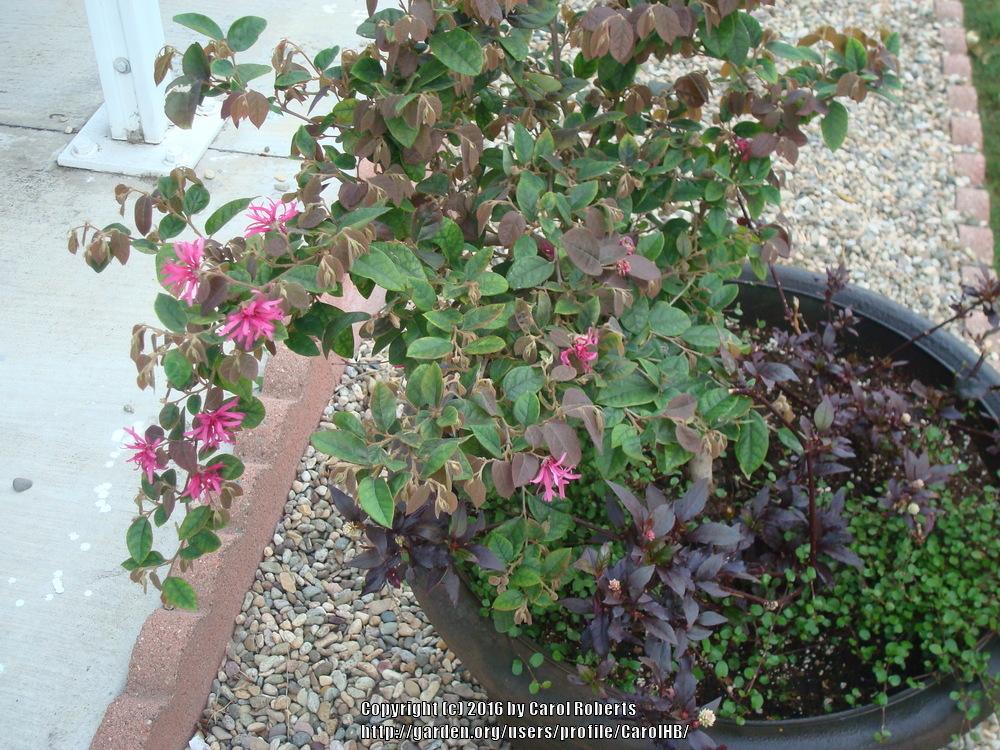 Photo of Fringe Flower (Loropetalum chinense Razzleberri®) uploaded by CarolHB
