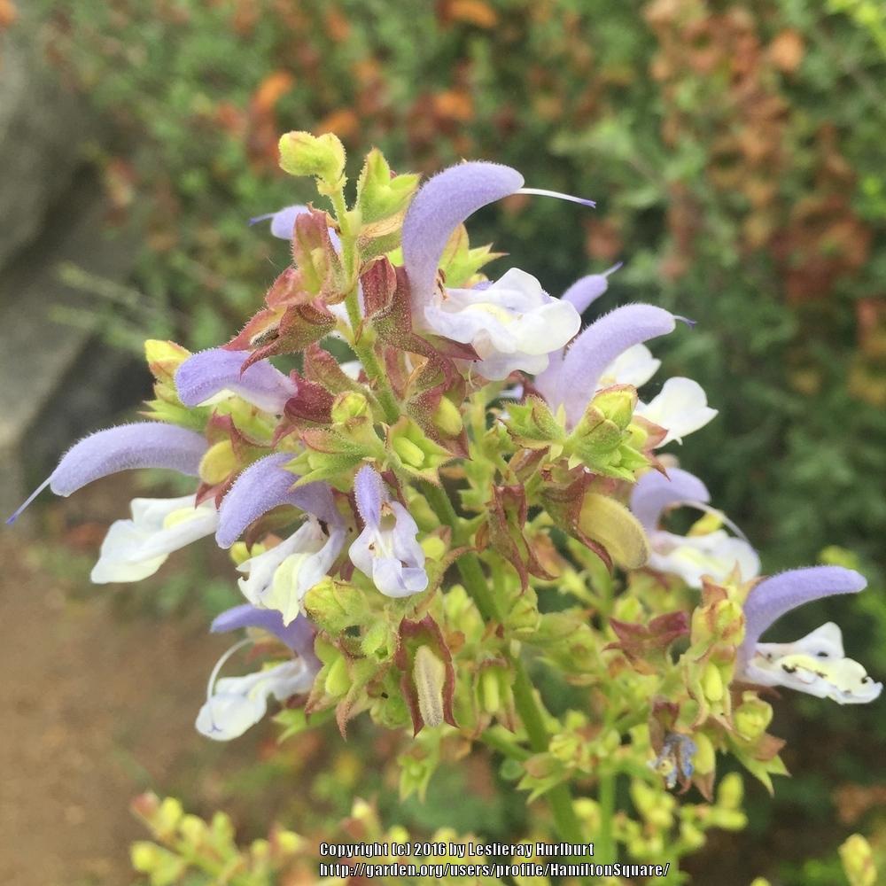 Photo of African Blue Sage (Salvia chamelaeagnea) uploaded by HamiltonSquare